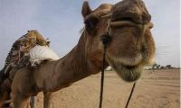 深度探讨：为什么骆驼香烟备受消费者喜爱？(骆驼烟属于什么香型)