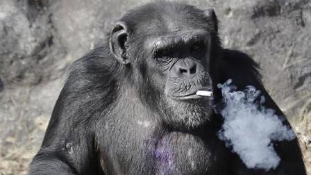 为什么猩猩戒烟会死 ，为什么猩猩戒烟会死呢