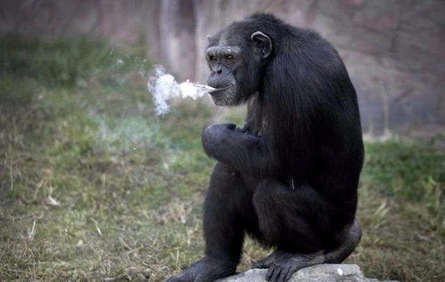 为什么猩猩戒烟会死 ，为什么猩猩戒烟会死呢